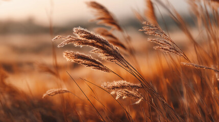 Wind-blown dry grass in a golden field, sunset tones