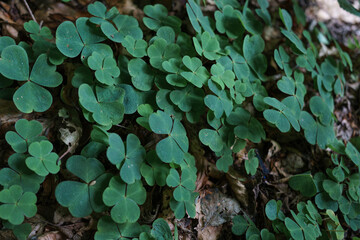 green leaves background