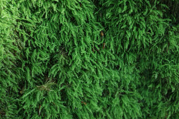 green moss background