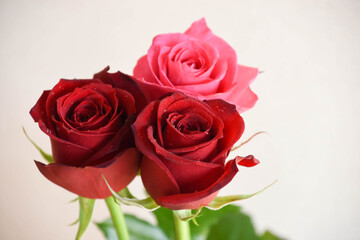 ピンクと赤のばら