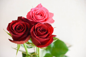 赤とピンクのばら