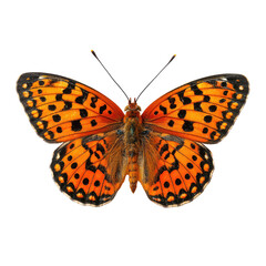 Close-up of a butterfly with orange and black wings