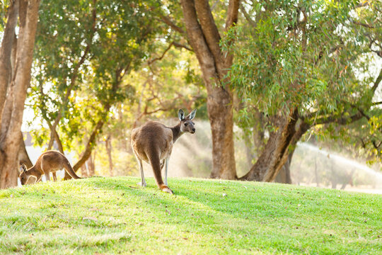 Kangaroo on green slope of golf course looking over shoulder