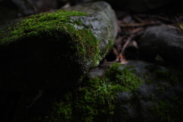 moss on stone
