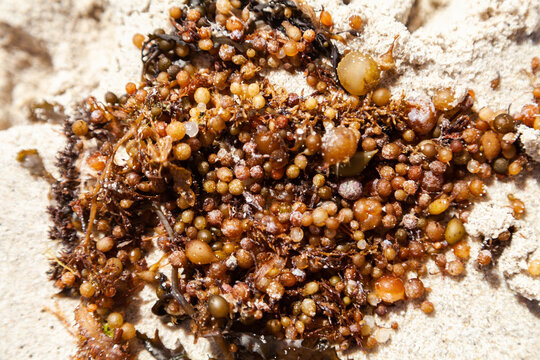Strings of seaweed balls washed up on the tideline of a beach close up