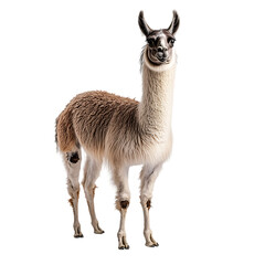 Naklejka premium Llama Majestic South American Camelid On Transparent Background