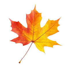 Obraz premium Vibrant Autumn Maple Leaf Perfect Fall Foliage Photography On Transparent Background