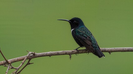 Fototapeta premium Solitary Black Jacobin perched on a twig