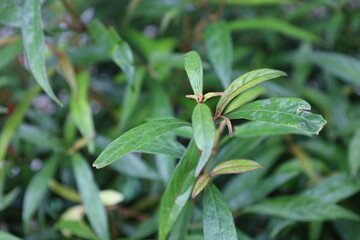 Fototapeta premium Fresh green plant leaves in the garden, adorned with delicate dew drops, capture the essence of nature's vibrant spring growth