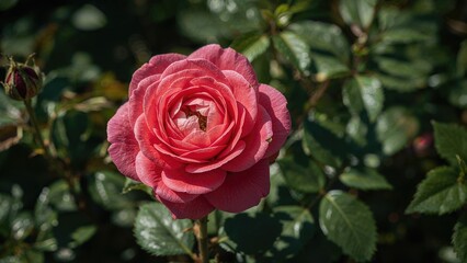 Naklejka premium Tea infused with blooming pink roses