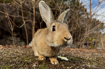wild rabbit in the forest
