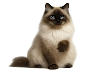 Regal Birman cat with captivating blue eyes, isolated on transparent background