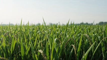 Fototapeta premium Cultivation of black-colored rice in a field