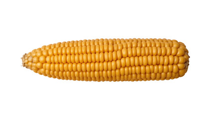 a cob of corn with a vibrant yellow hue, indicative of ripeness. it is prominently placed against a contrasting black background, which accentuates its presence