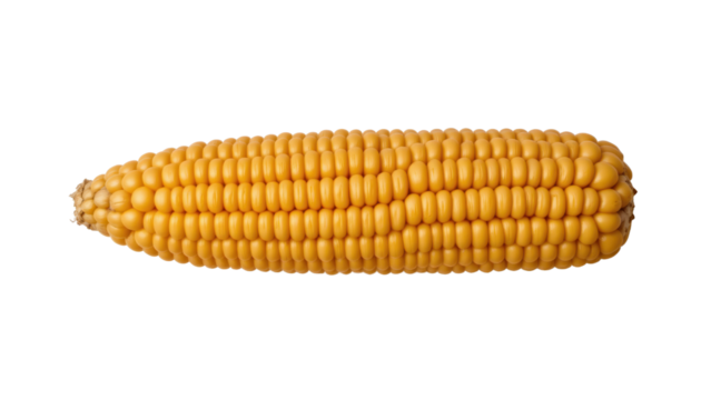 a cob of corn with a vibrant yellow hue, indicative of ripeness. it is prominently placed against a contrasting black background, which accentuates its presence