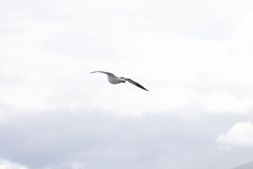 Seagull flying