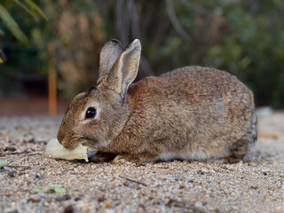 wild rabbit on the road