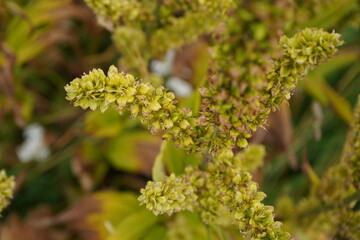 close up of willow