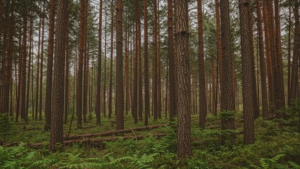 Fototapeta premium Old-growth woodland featuring towering Douglas Fir specimens