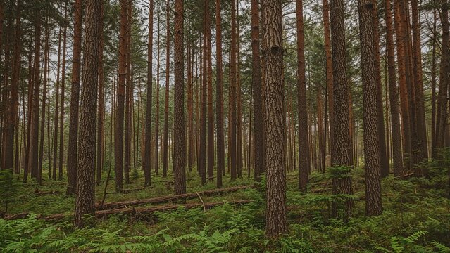 Old-growth woodland featuring towering Douglas Fir specimens