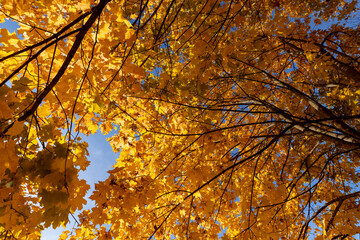 orange trees in the autumn season , colorful foliage on the branches of trees before falling before the fall