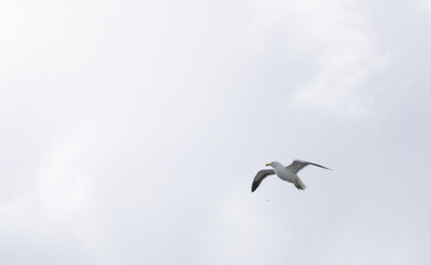 Seagull flying