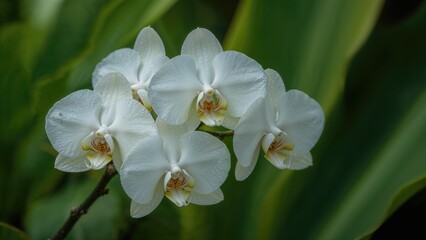 Fototapeta na wymiar Bunch of white orchids with a verdant background