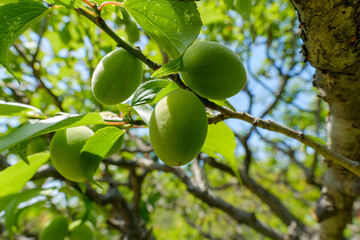 青空の下に実る青梅の果実