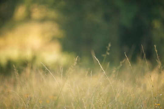 Serene meadow with wild grasses in golden summer afternoon sunlight