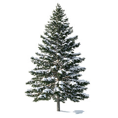 Fototapeta premium Snowy Evergreen Tree Winter Nature Photography for Festive Designs On Transparent Background
