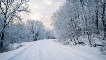 Obraz premium Metasequoia trees blanketed by heavy snow and extreme cold