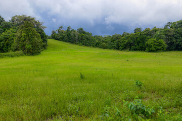Soft green grass in the rainy season, dark rain clouds gathering, rain is approaching.