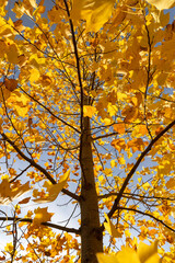 autumn foliage of a tulip tree in Indian summer in the park, sunny weather, closeup