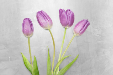 Minimalist Tulip Collection &ndash; Single Stems & Blooming Simplicity