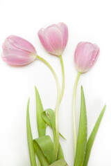 Minimalist Tulip Collection – Single Stems & Blooming Simplicity