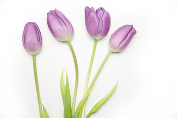 Minimalist Tulip Collection &ndash; Single Stems & Blooming Simplicity