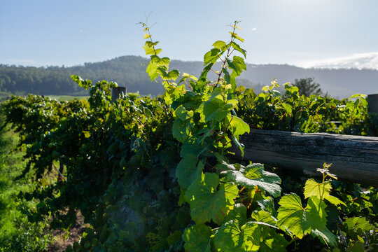 Backlit grapevines growing in vineyard in Hunter Valley near Broke