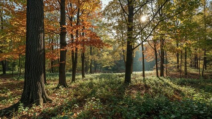 Fototapeta premium Lush forest scene featuring tall trees with vibrant autumn leaves illuminated by sunlight filtering through the canopy