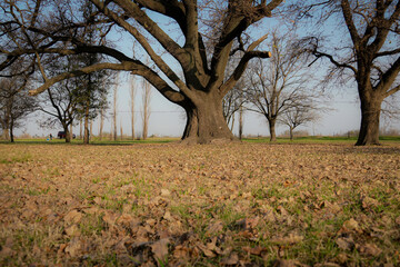 &Aacute;rboles de oto&ntilde;o