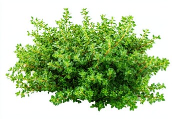 Obraz premium Lush, vibrant thyme bush, fresh green leaves