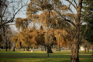 &Aacute;rboles de oto&ntilde;o