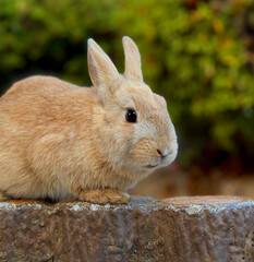 wild rabbit on a fence