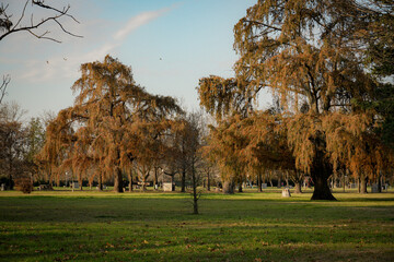 &Aacute;rboles de oto&ntilde;o