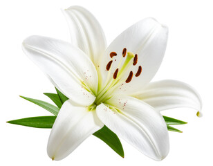 Fototapeta premium Classic Pasta Dish with Tomato Sauce and Fresh Parmesan Garnish Isolated on Transparent Background PNG (2)