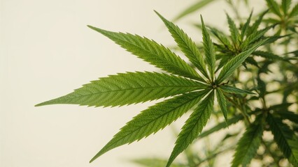 Detailed view of a marijuana plant leaf