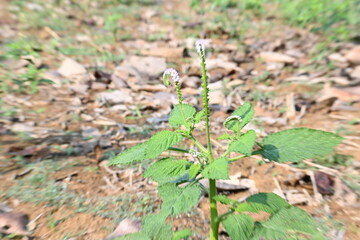 Heliotropium indicum plants flower. It is an annual hirsute plant. Its other name Indian heliotrope and  Indian turnsole. This is a common weed in waste places and settled areas.