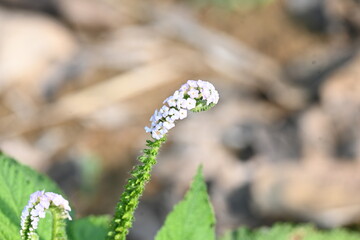 Heliotropium indicum plants flower. It is an annual hirsute plant. Its other name Indian heliotrope and  Indian turnsole. This is a common weed in waste places and settled areas.