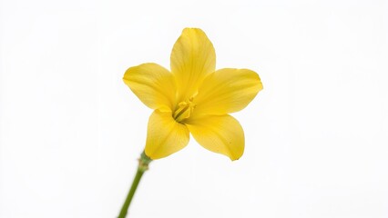 Obraz premium A close-up of a vibrant yellow freesia bloom with selective focus
