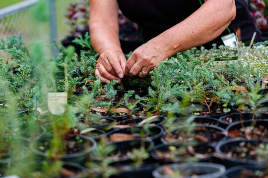 hands of Australian horticulturalist gardening in freshly potted seedling nursery garden