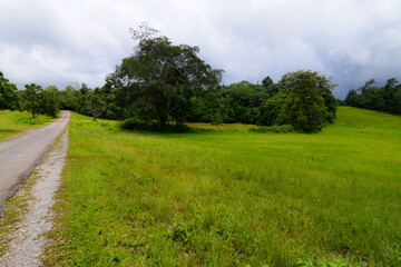 A road in a green grassland in the rainy season. Rain clouds gather in a group in the sky.